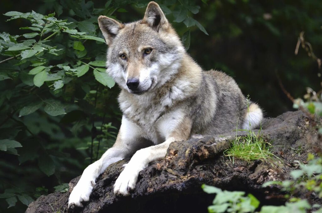 wolf im wald, sitzend. symbolbild fuer den roggenwolf (c) pixabay - andrea bohl
