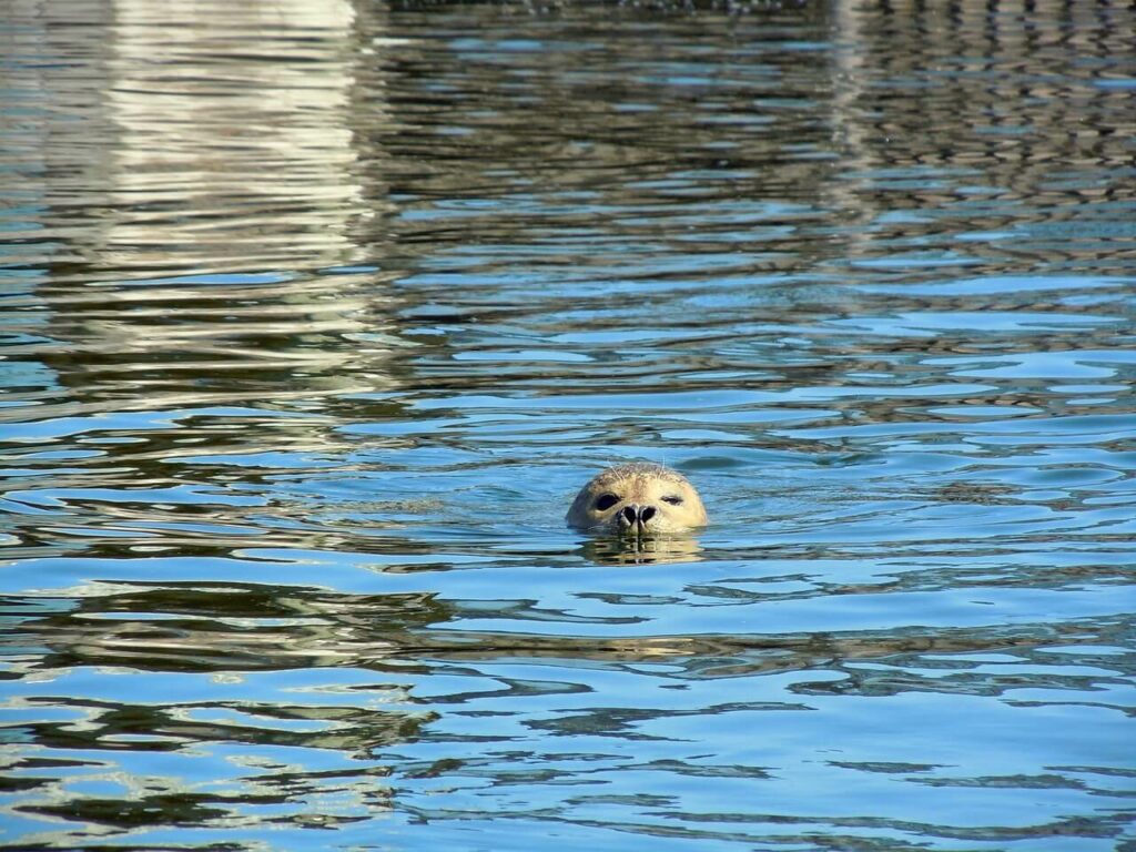 seehund im meer, nur kopf sichtbar